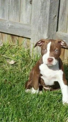 Filhote de Pitbull veloz 
