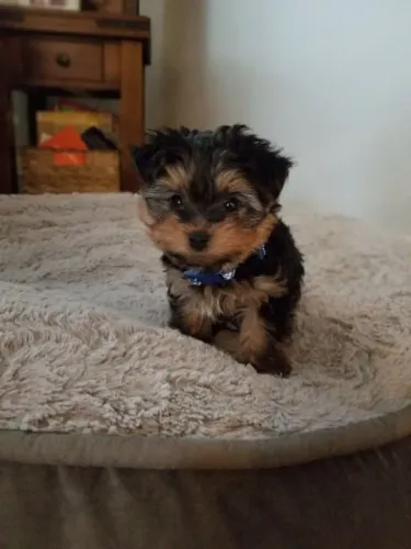 Yorkshire Terrier filhote já socializado