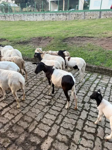 Vendo ovelhas dooper com santa Inês 