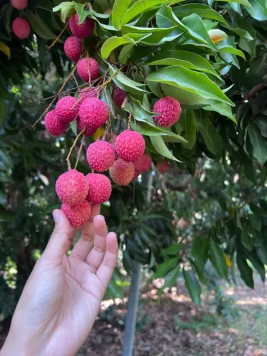 Mudas Frutíferas Para vasos: Lichia