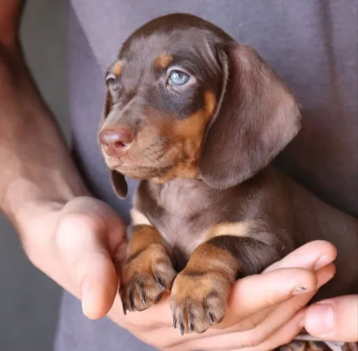 Dachshund salsichinha chocolate Macho