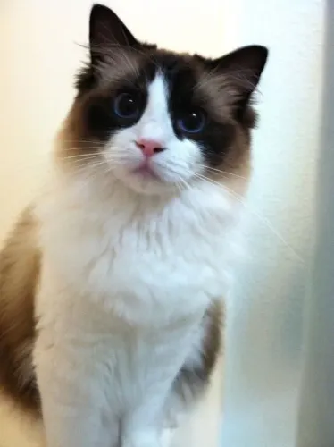 Ragdoll Filhotes Encantadores na Cor Bicolor
