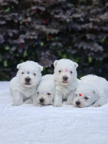 West Terrier | Envios para todo o Brasil e Exterior