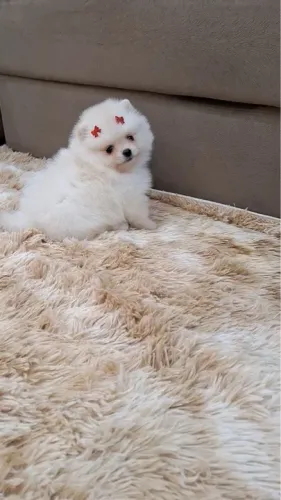 Filhote de Spitz Alemão - MICRO 