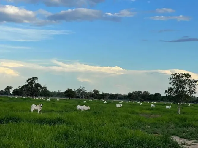 Fazenda a venda, em Flores de Goiás- GO