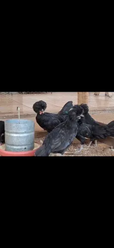 Franguinhos de Polonesa Negra