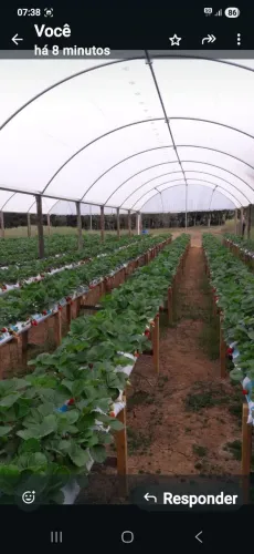 ESTUFA AGRÍCOLA