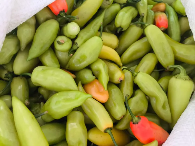 Pimentas de cheiro FRESCAS