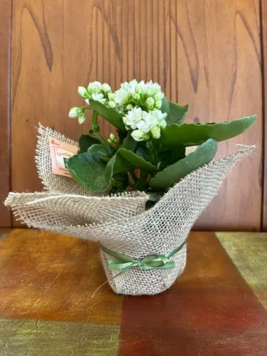 Arranjos naturais para decoração de mesas e lembranças
