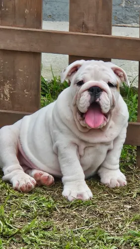 Bulldog Inglês 