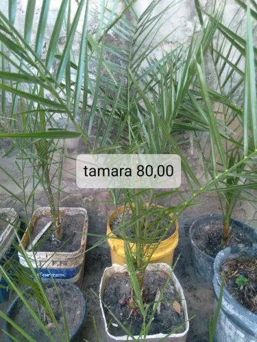 Muda de frutíferas 