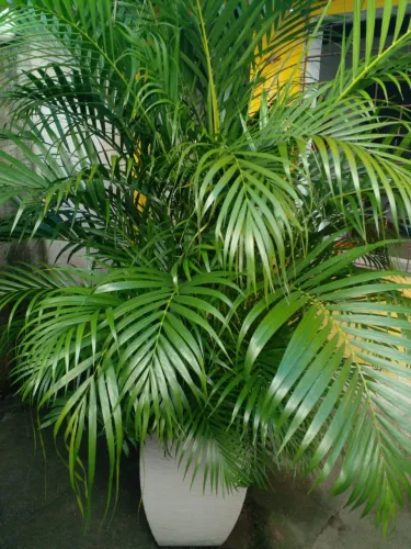 Parmeira Ornamental