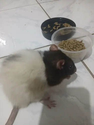 Doação Ratos Twisters 