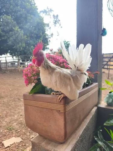 Mini Galo