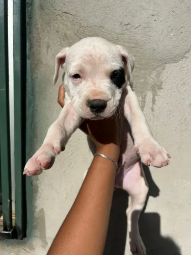Amstaff 