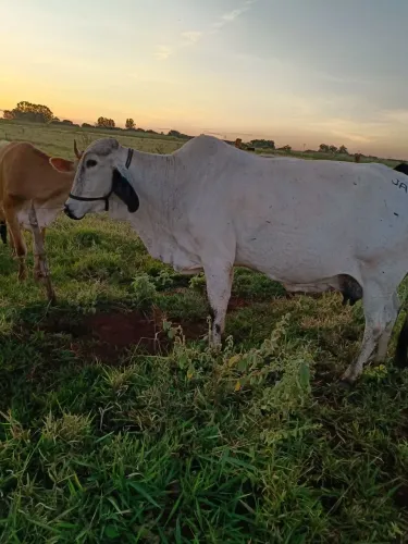 Vendi vaca para abate