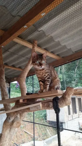 Gato bengal