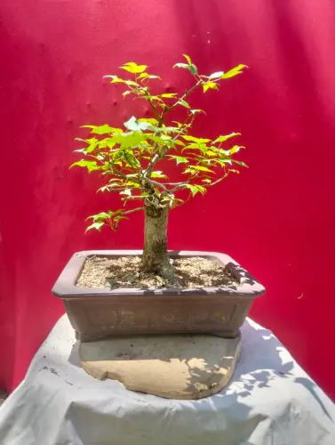 Lote bonsai e pré bonsai