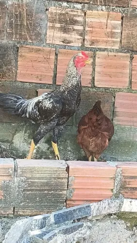 Galo carioca
