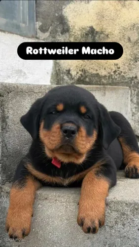 Rottweiler Macho e Femea