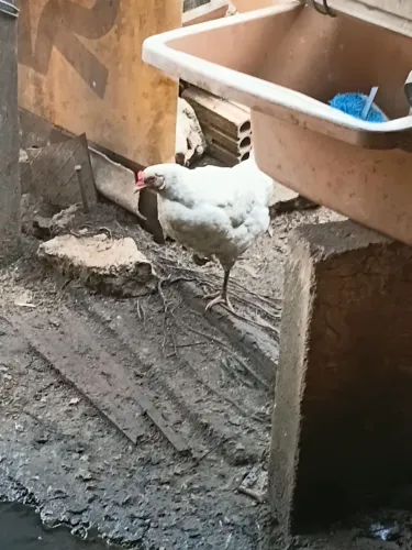 Vende-se patos e galinhas/galo