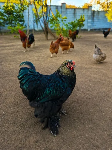 Galo Brahma