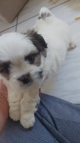 Filhote machinho Shih tzu último