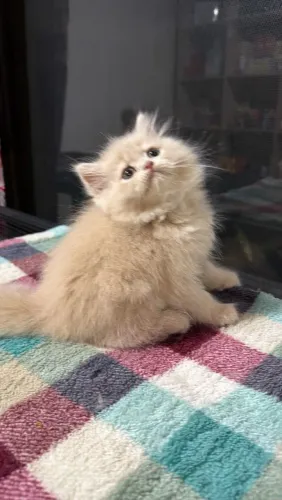 Filhotes de gatos Persas