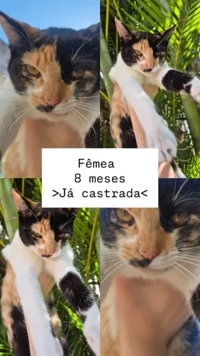 Gata para adoção