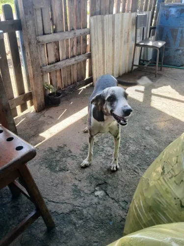 Cachorra castrada p adoção 