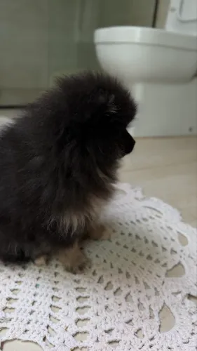 Filhote Lulu da pomerania