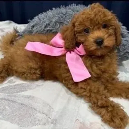 Poodle,Poodle Filhote Top Padrão da Raça