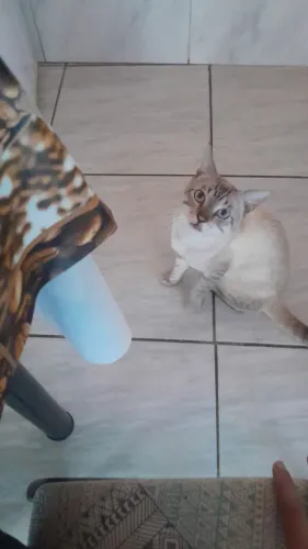 Gato com cão nos coro a venda