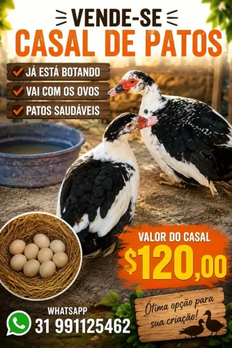 Casal de patos Muscovys lindos.
