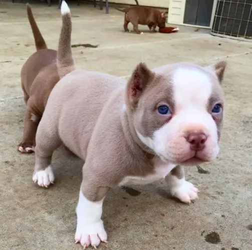 American Bully - O Presente Mais Doce Tem Focinho Delicado