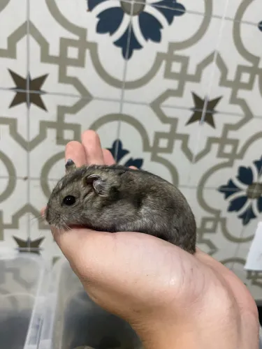 Hamster Anao Russo Macho