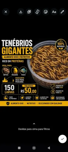 100 larvas de Tenébrios Gigante