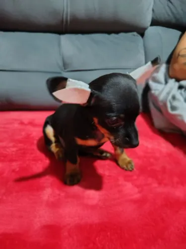 VENDO PINSCHER FÊMEA 44 DIAS