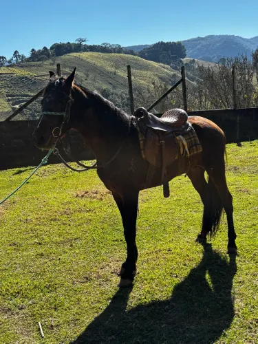 Cavalo
