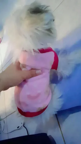 filhote de shih tzu femea