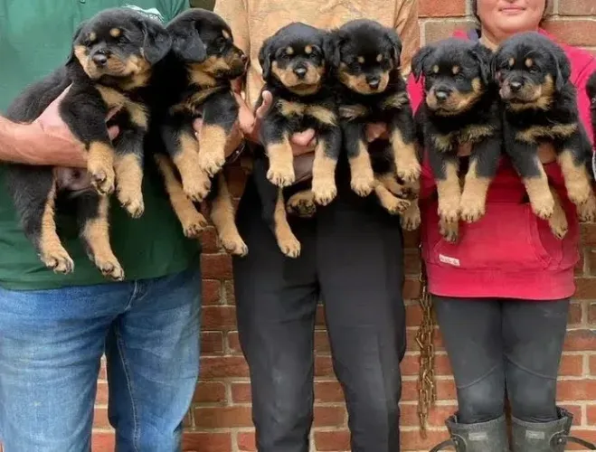 Rottweiler ótima genética.