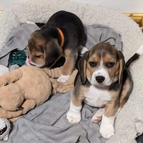 Filhotes de Beagle | Uma companhia para viver momentos únicos!