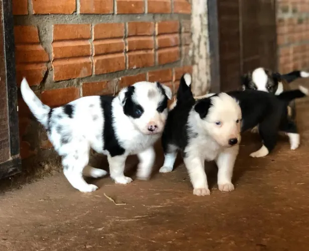 Filhote border collie, Dê um lar para um peludinho e ganhe amor para a vida toda!