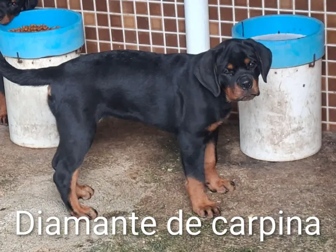 rottweiler
