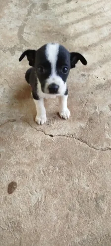 Doação filhote de Pug