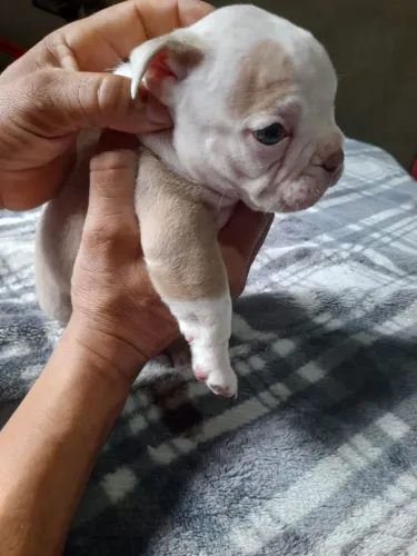 American bully 1.500,00