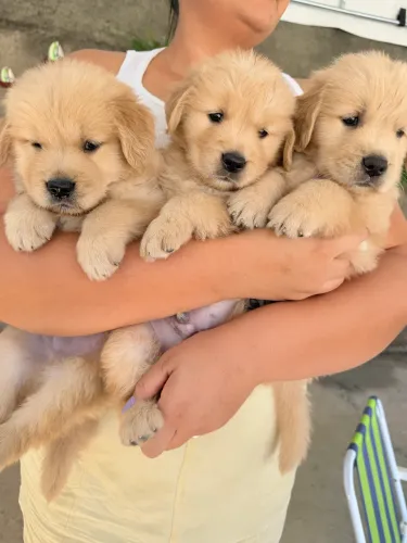VENDO FILHOTE GOLDEN RETRIEVER