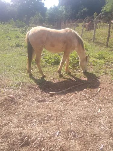 Cavalo
