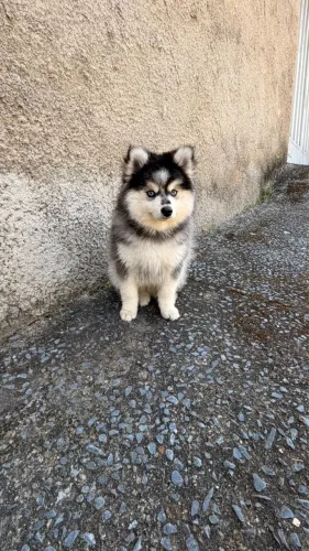 Filhotes Pomsky