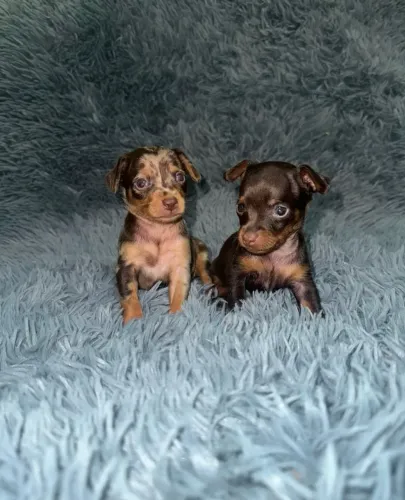 Pinscher com 56 dias com protocolo